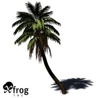 XfrogPlants Senegal Date Palm