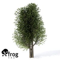 XfrogPlants Wild Peach