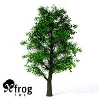 XfrogPlants Littleleaf Linden