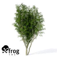 XfrogPlants African Mahogany