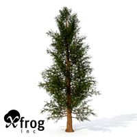Western Red Cedar Small
