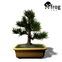 XfrogPlants Japanese Cedar - Bonsai