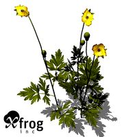 XfrogPlants Creeping Buttercup