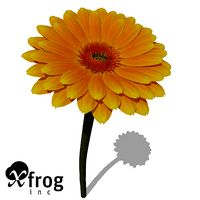 XfrogPlants Gerbera