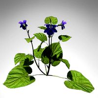 XfrogPlants Pansy