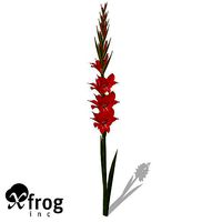XfrogPlants Gladiolus