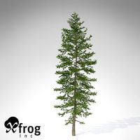 XfrogPlants Nikko Fir