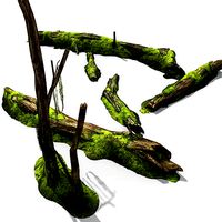 Decayed Tree Bark with Moss