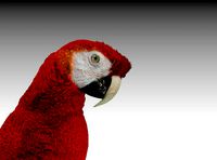 Red Macaw Parrot animated