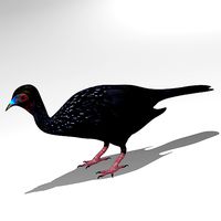 Crested guan