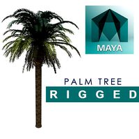 HD Palm Tree Rigged