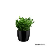 Parsley