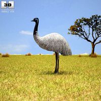 Emu Dromaius Novaehollandiae