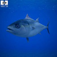 Atlantic Bluefin Tuna