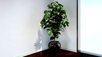 VP Ficus Elastica