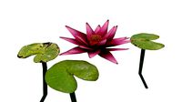 Waterlilly