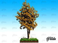 Birch and grass