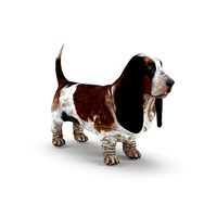 Basset Hound