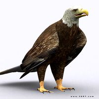 3DRT - Eagle