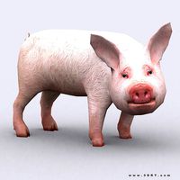 3DRT - Piglet