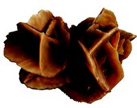 Desert stone rose