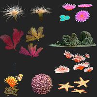 coral collection