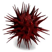 HIV Cell