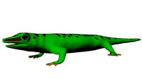 Madagascar Day Gecko