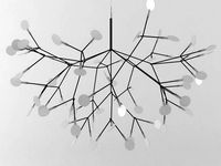 Heracleum