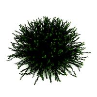 Coral Beauty Cotoneaster suecicus