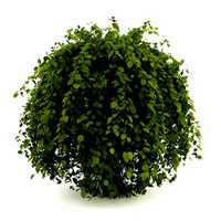 Common Hornbeam Carpinus betulus