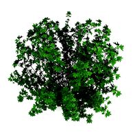 Guelder Rose Viburnum opulus Nana