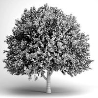 American Elm 17