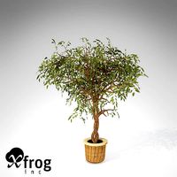 XfrogPlants Benjamin Ficus
