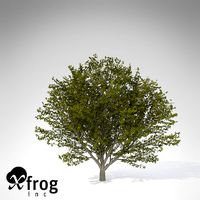 XfrogPlants Nikko Maple