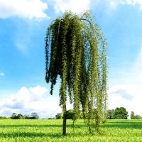 Caragana arborescens Walker 026 v3 AM136