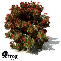 XfrogPlants Weeping Bottlebrush