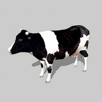 cow holstein