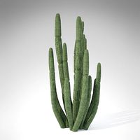 Organ Pipe Cactus