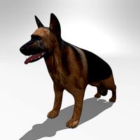 German shepherd