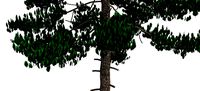 Pinus Sylvestris B