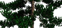 Pinus Sylvestris A