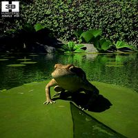 Cane Toad