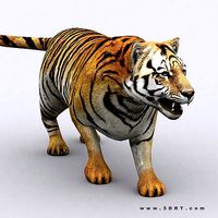3DRT - Tiger