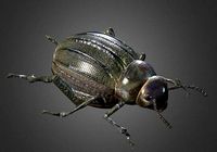 Pimelia
