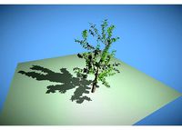 leaf tree