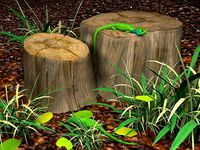 green lizards