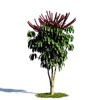 Schefflera actinophylla 54 am154