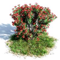 Nerium oleander 42 am154