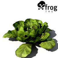 XfrogPlants Lettuce